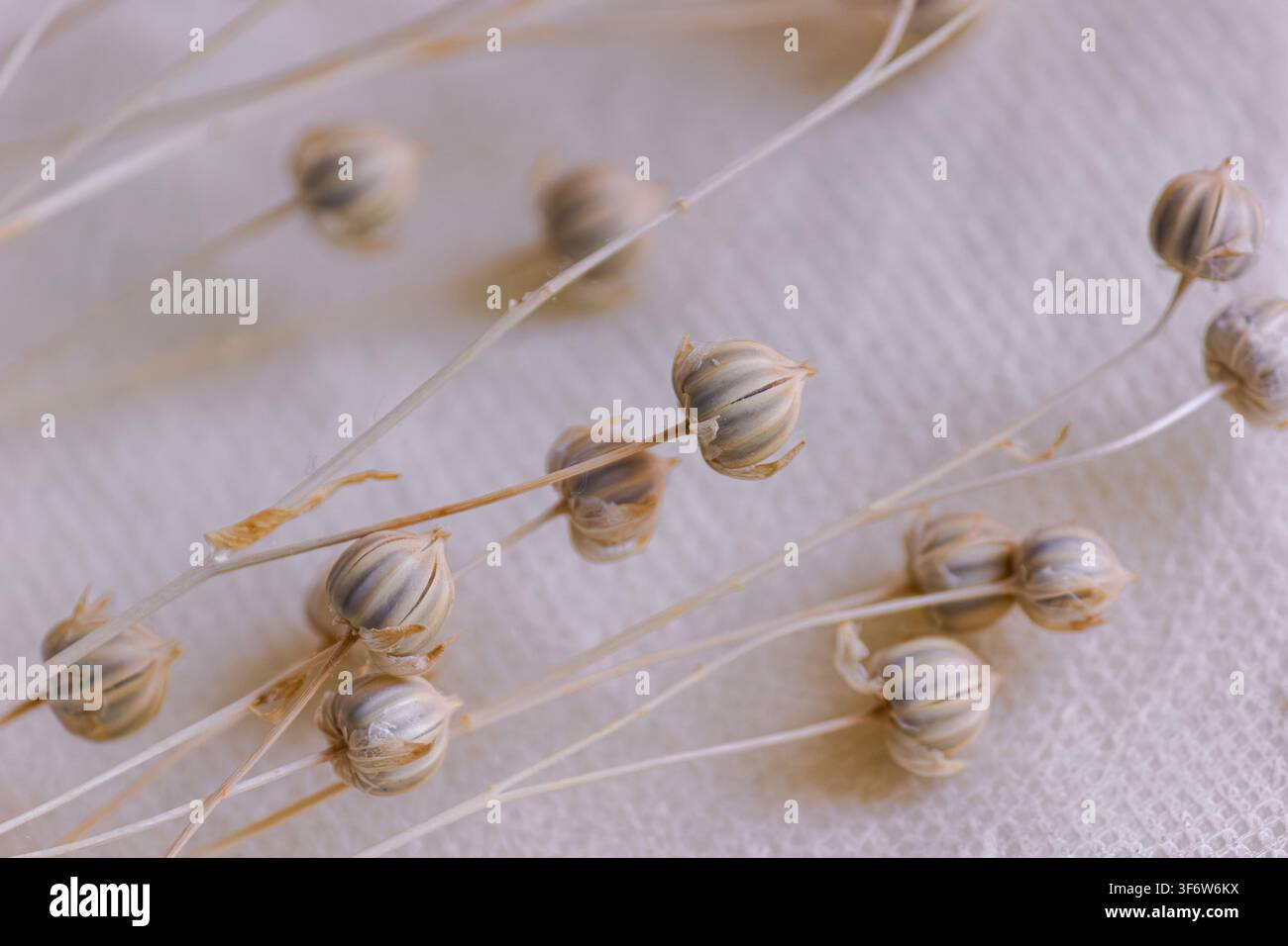 Macro shot of dried flax seed pods on light beige fabric background. Stock Photo
