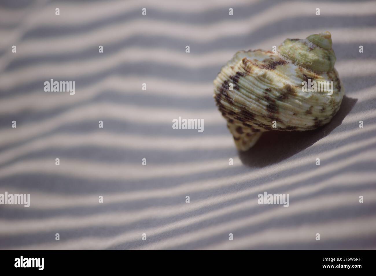 Greenish spiral sea shell on sandy background with sharp striped shadows Stock Photo