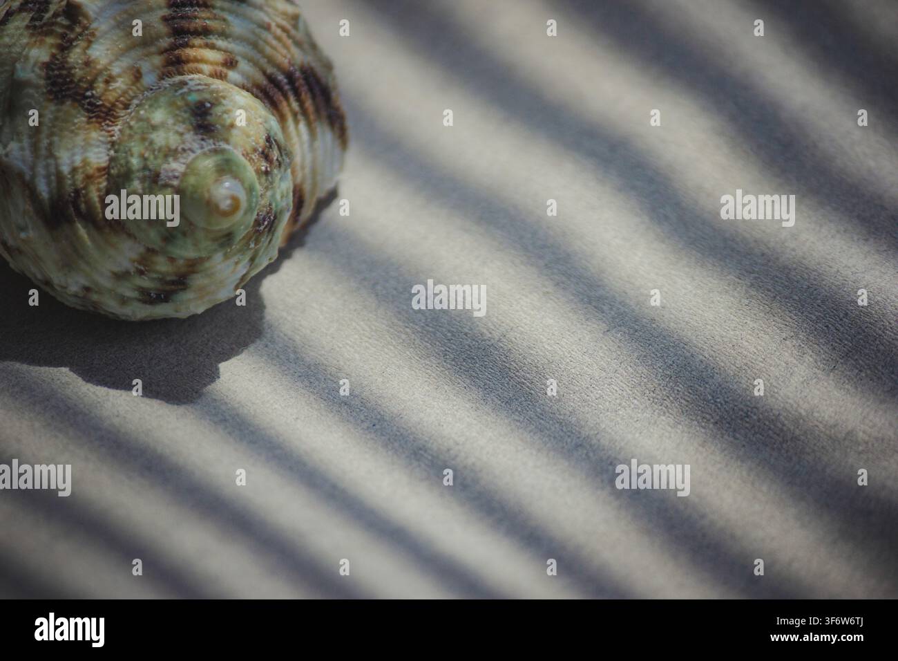 Natural macro view of a spiraled seashell on sand-textured surface with linear shadows and copy space Stock Photo