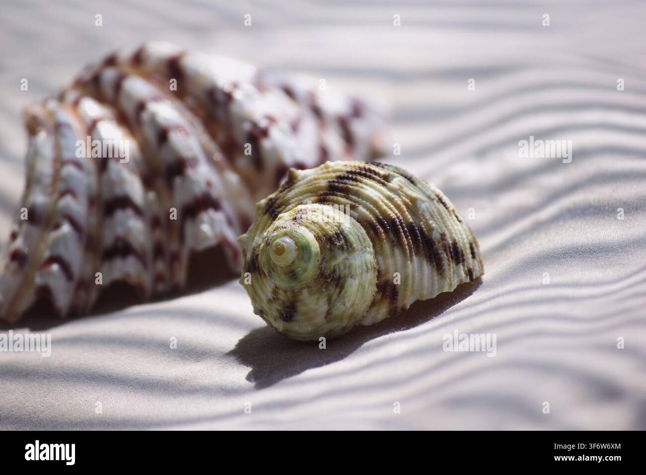 Sea seashells on neutral background with tropical palm leaf shadow Stock Photo