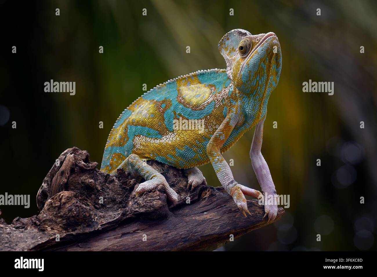 A colorful veiled chameleon perched on a tree branch Stock Photo