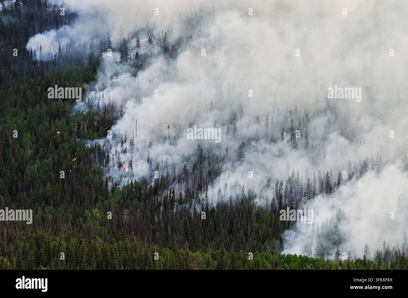 Thick smoke billows from wildfire burning through a forest Stock Photo
