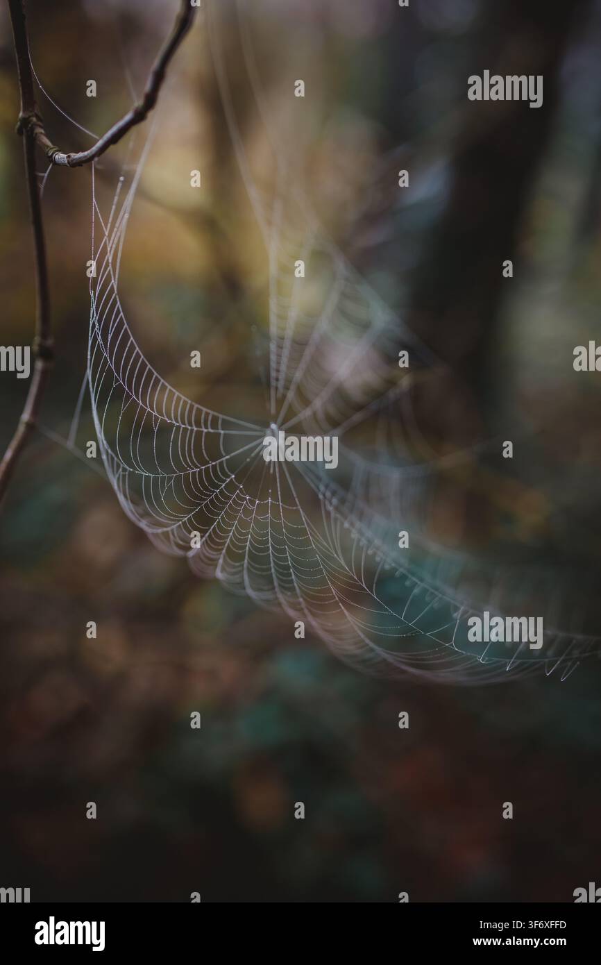Delicate spiderweb with dew in the forest Stock Photo