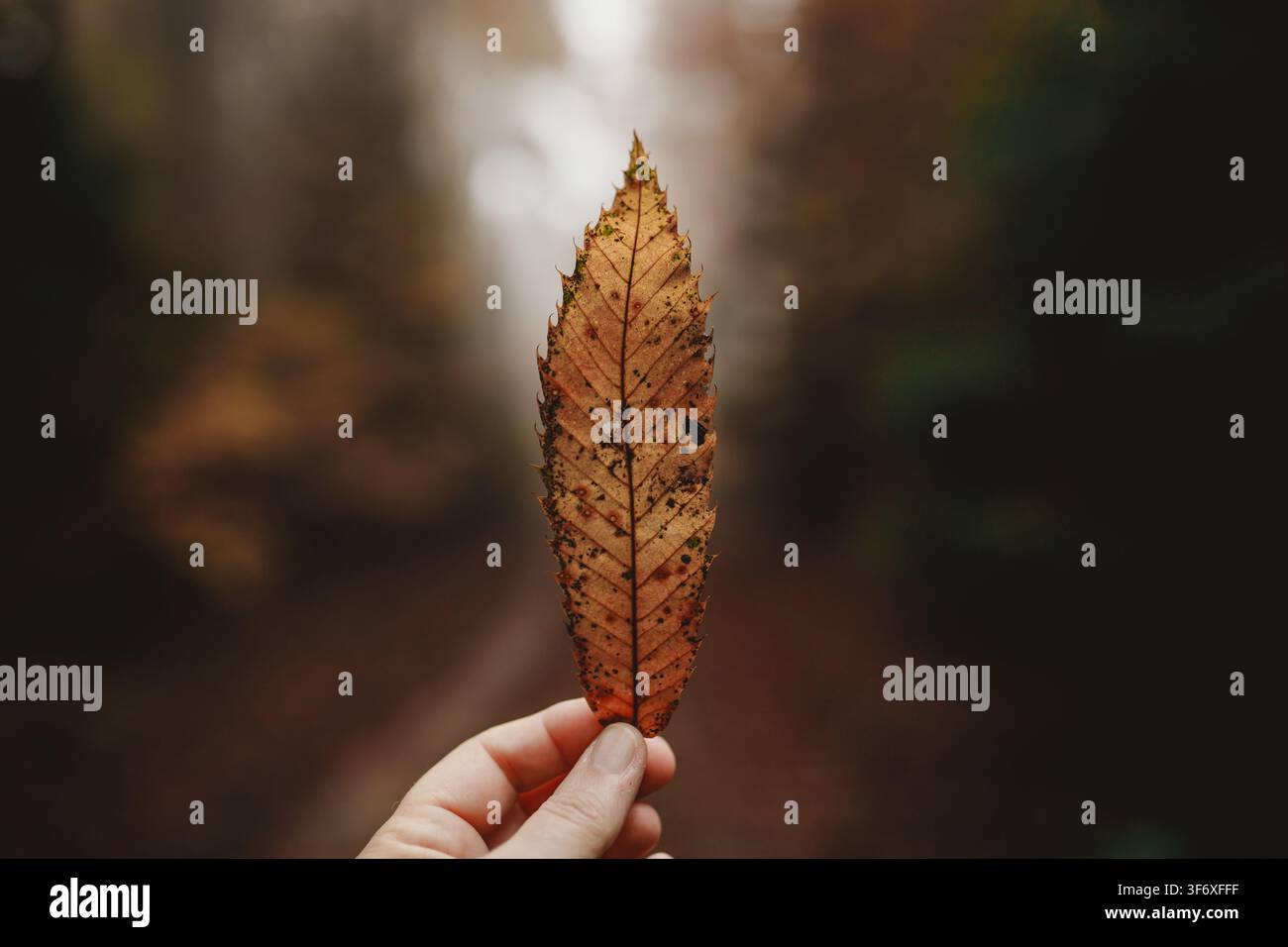 Person holding a single fallen autumn leaf Stock Photo