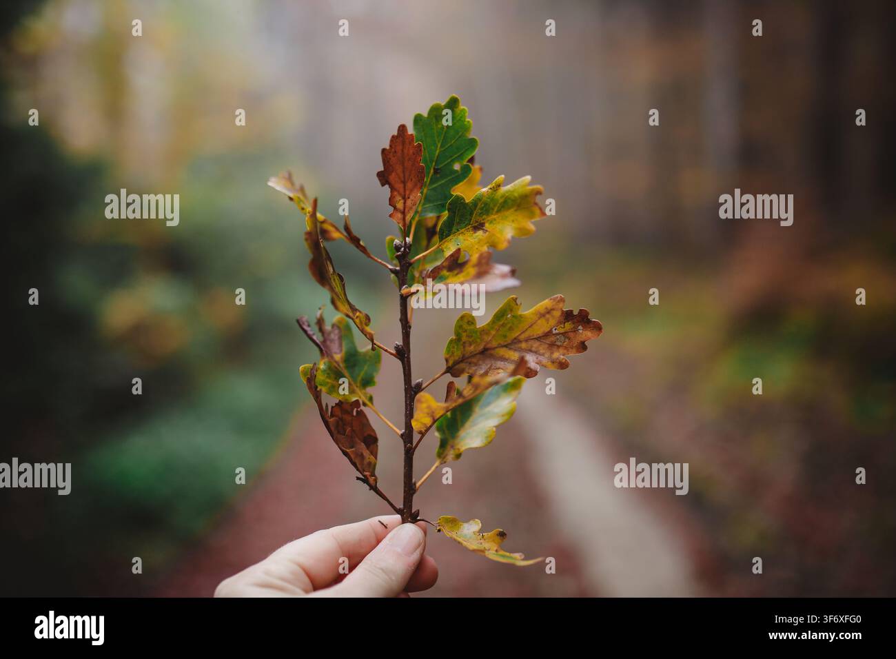 Hand holding an oak branch in an autumn forest Stock Photo