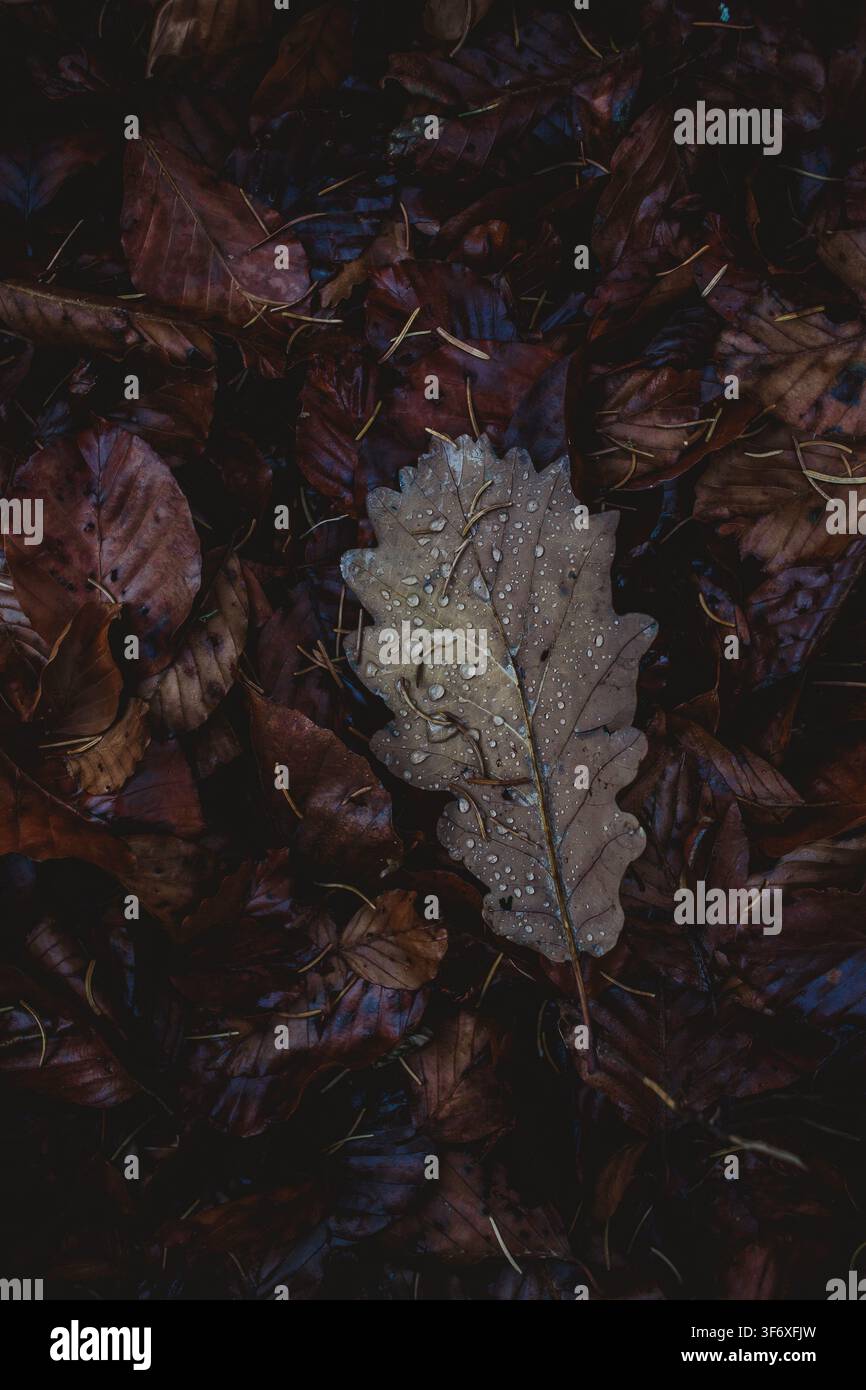 Fallen oak leaf with water drops on forest floor Stock Photo
