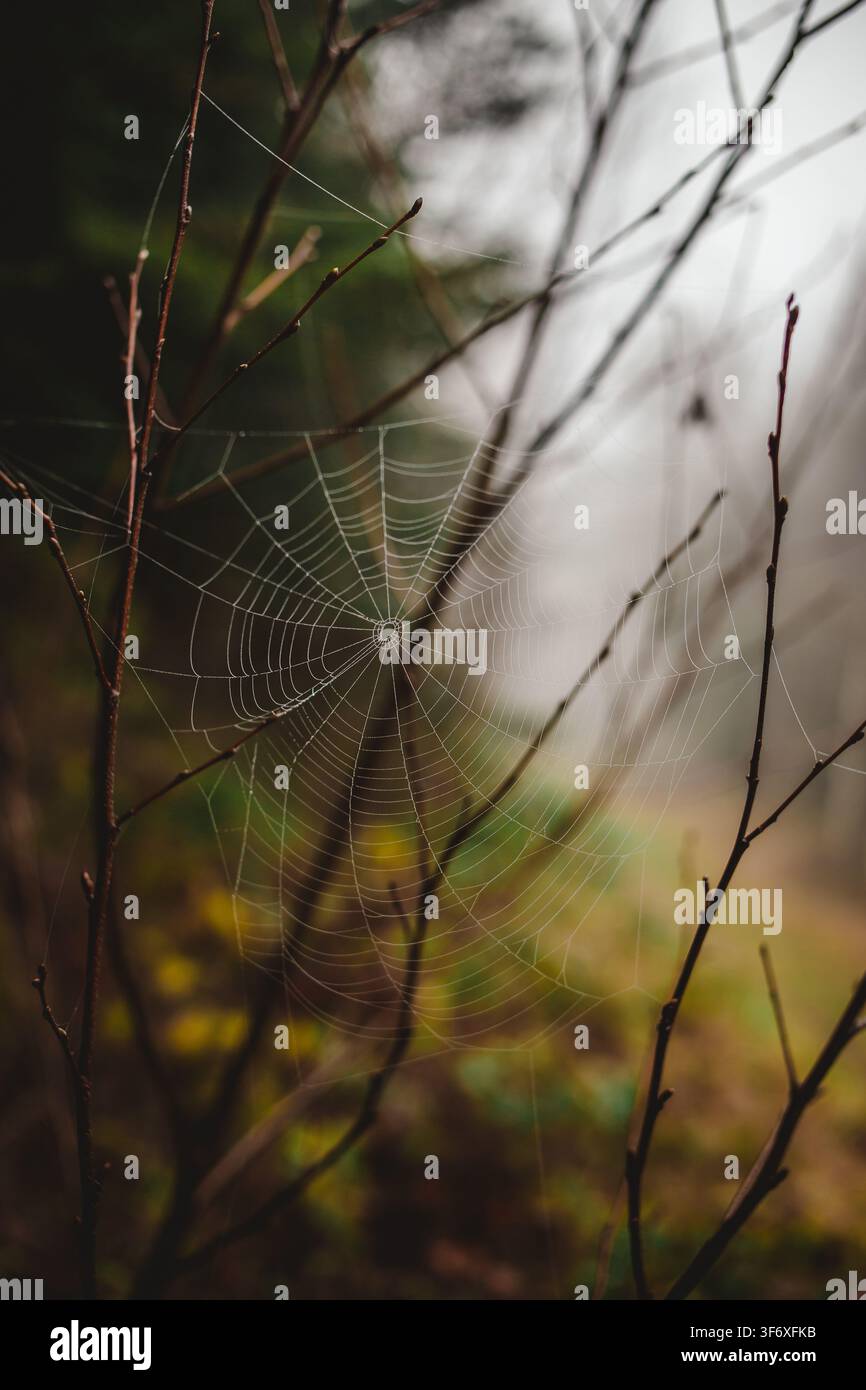 Delicate spiderweb with dew in a misty forest Stock Photo