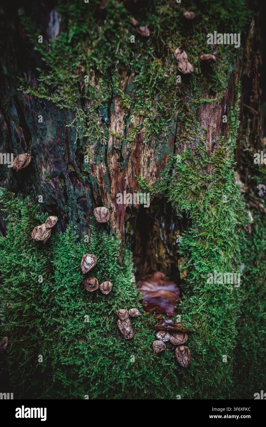 Moody close up of green moss on a decaying tree stump Stock Photo