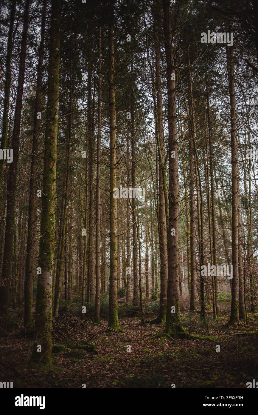 Tall trees covered in moss in a dark forest Stock Photo