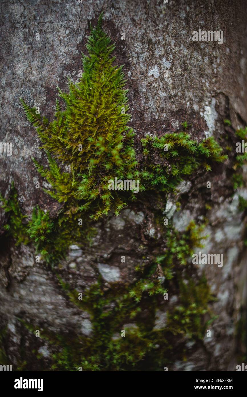 Vibrant green moss growing on a tree trunk Stock Photo