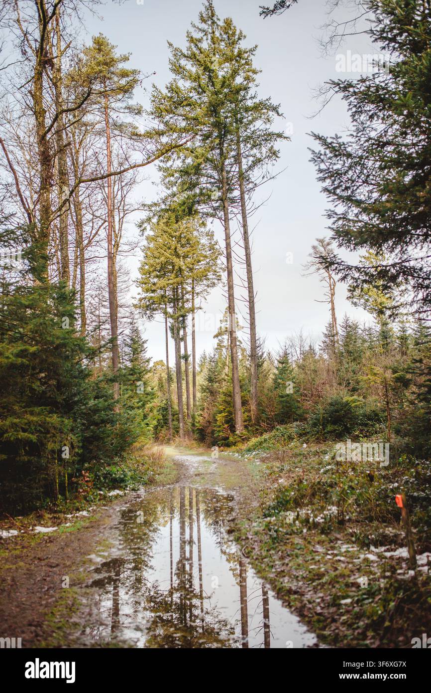 Tall trees reflecting in a puddle on a muddy forest path Stock Photo