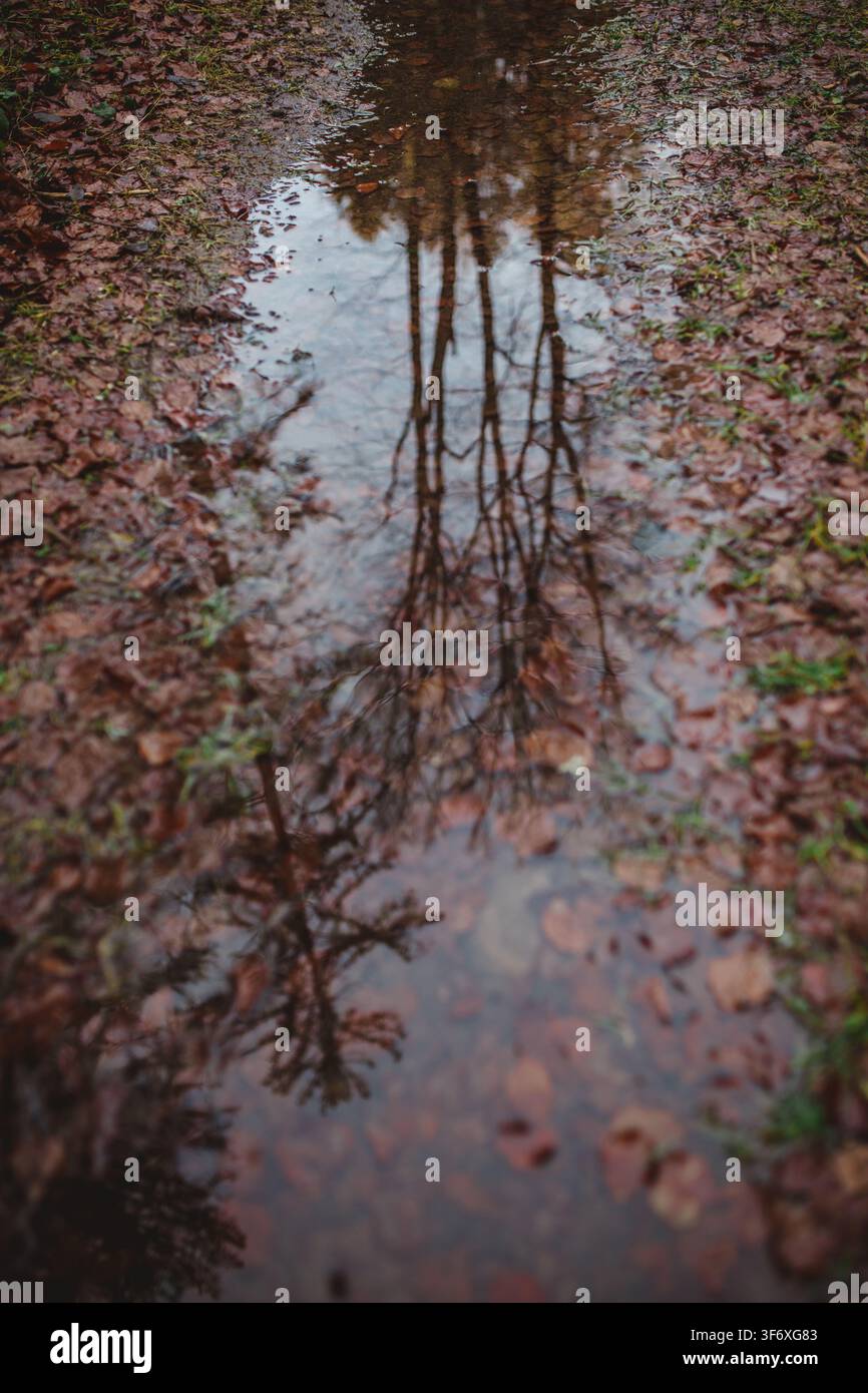Trees reflecting in a puddle on an autumn path Stock Photo