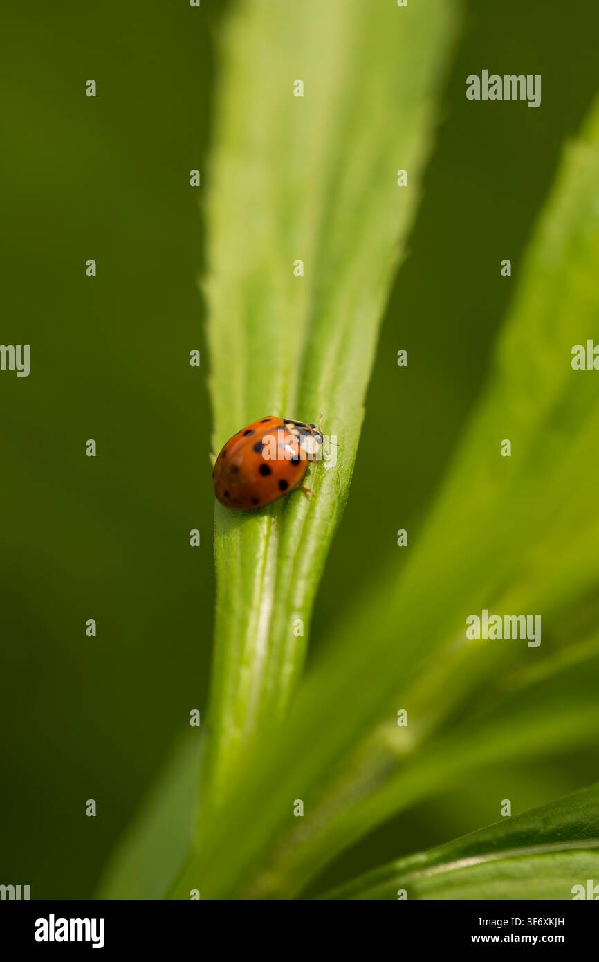 Red spotted ladybug sitting on a green leaf Stock Photo