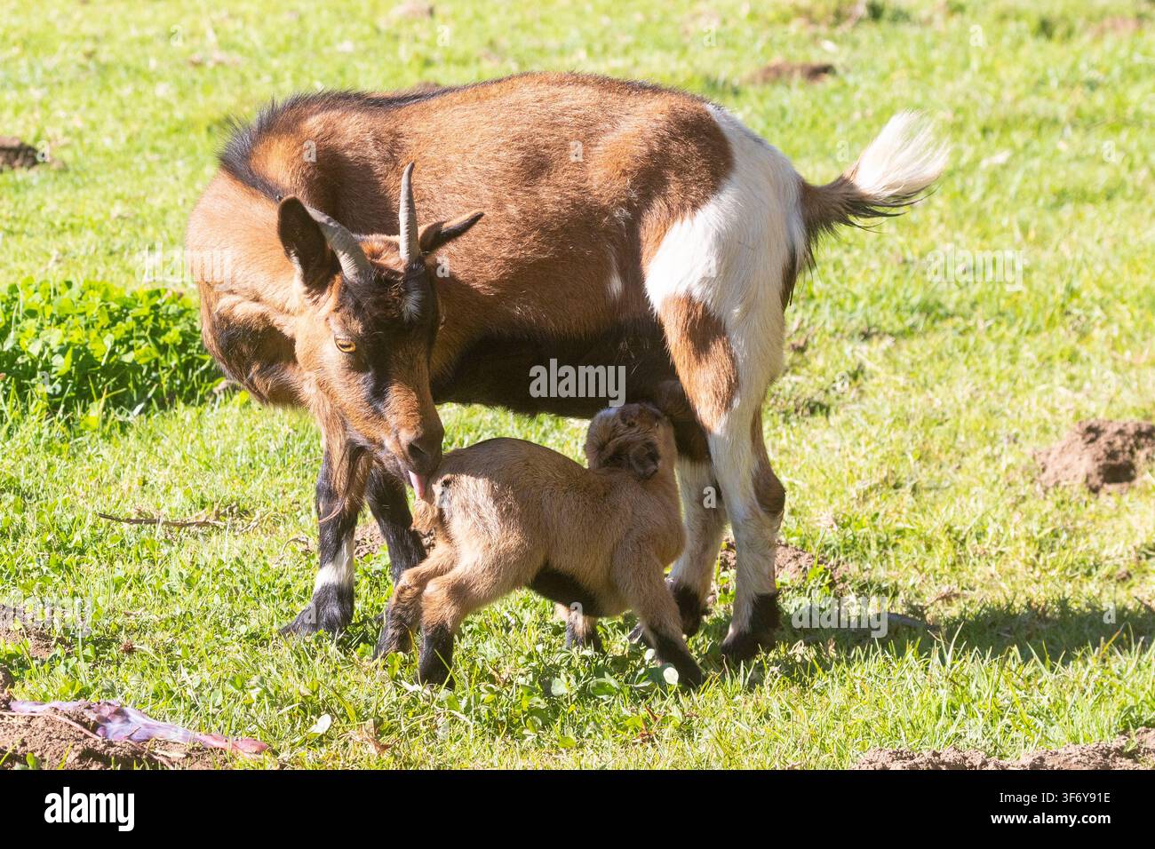 African Pygmy Goat, Dwarf Goat, Miniature Goat with newborn kid immediately after birthing, Kid suckling, placenta foreground Stock Photo