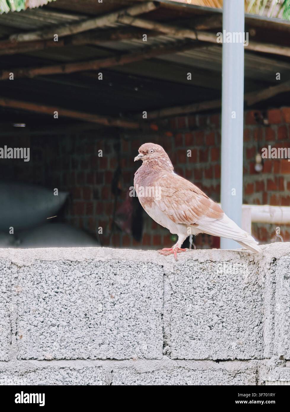 A pigeon is looking at me - Smartphone Captured Stock Image
