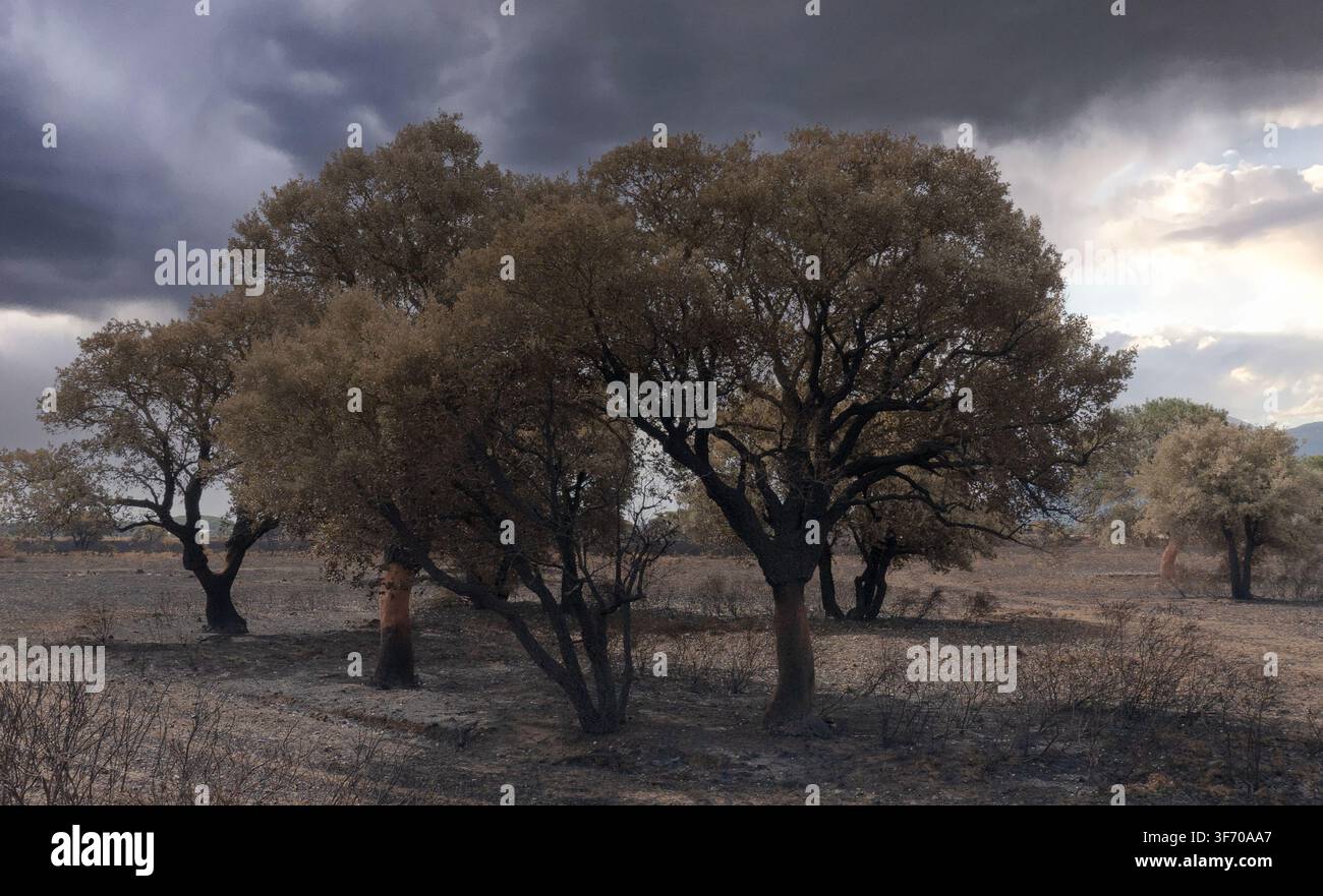 Burned Olive Trees After Wildfire Under Dramatic Storm Clouds Stock Photo