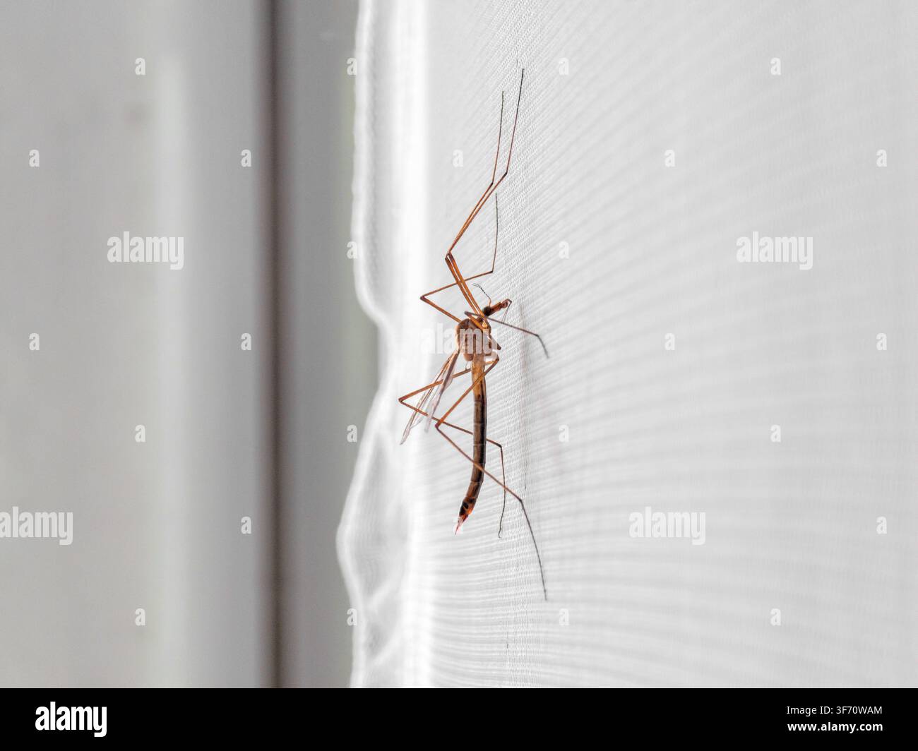 Tiny mosquito perched on white window screen. Fine mesh texture visible in background Stock Photo