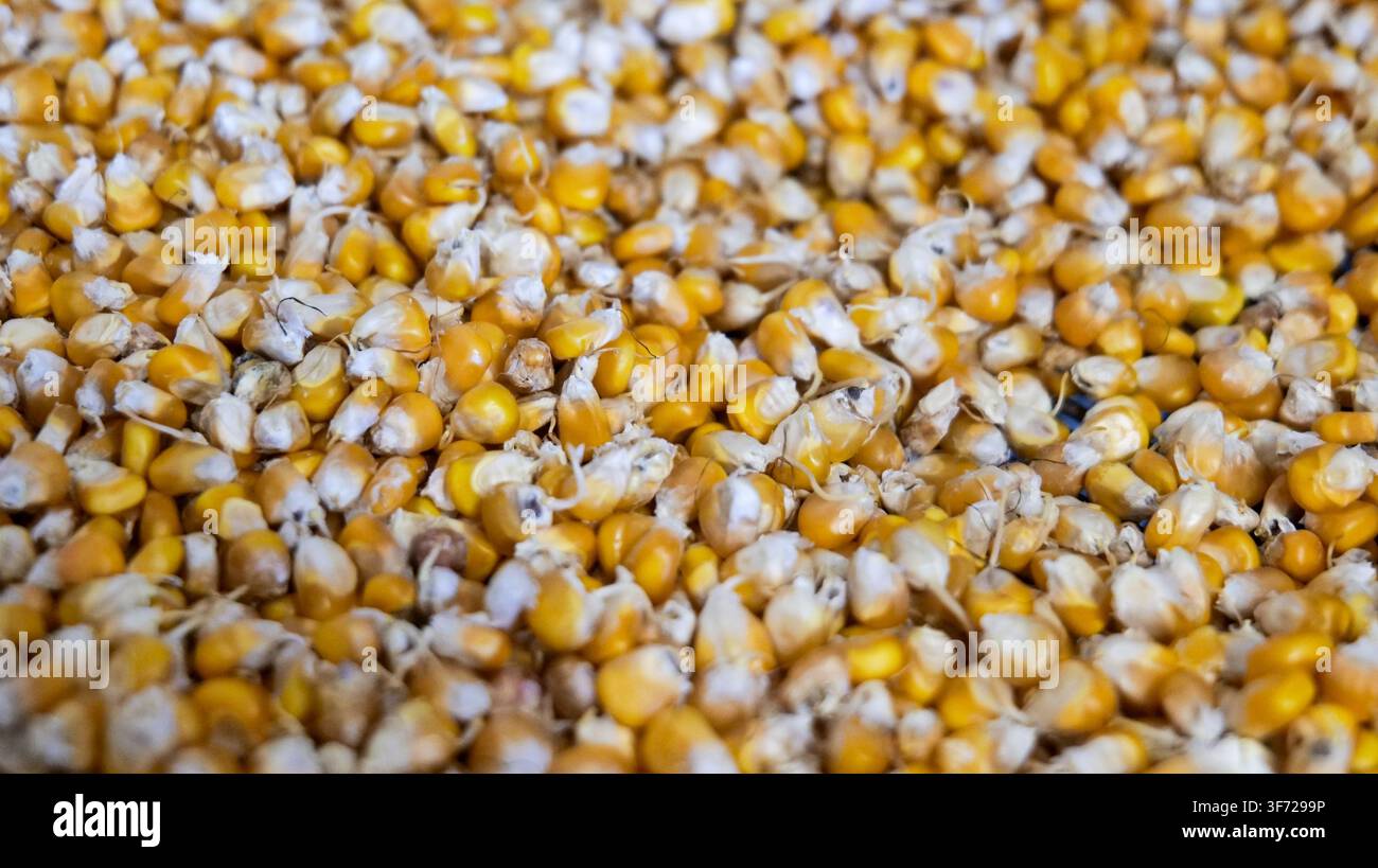 Corn Kernels Close-Up Texture Background Stock Photo
