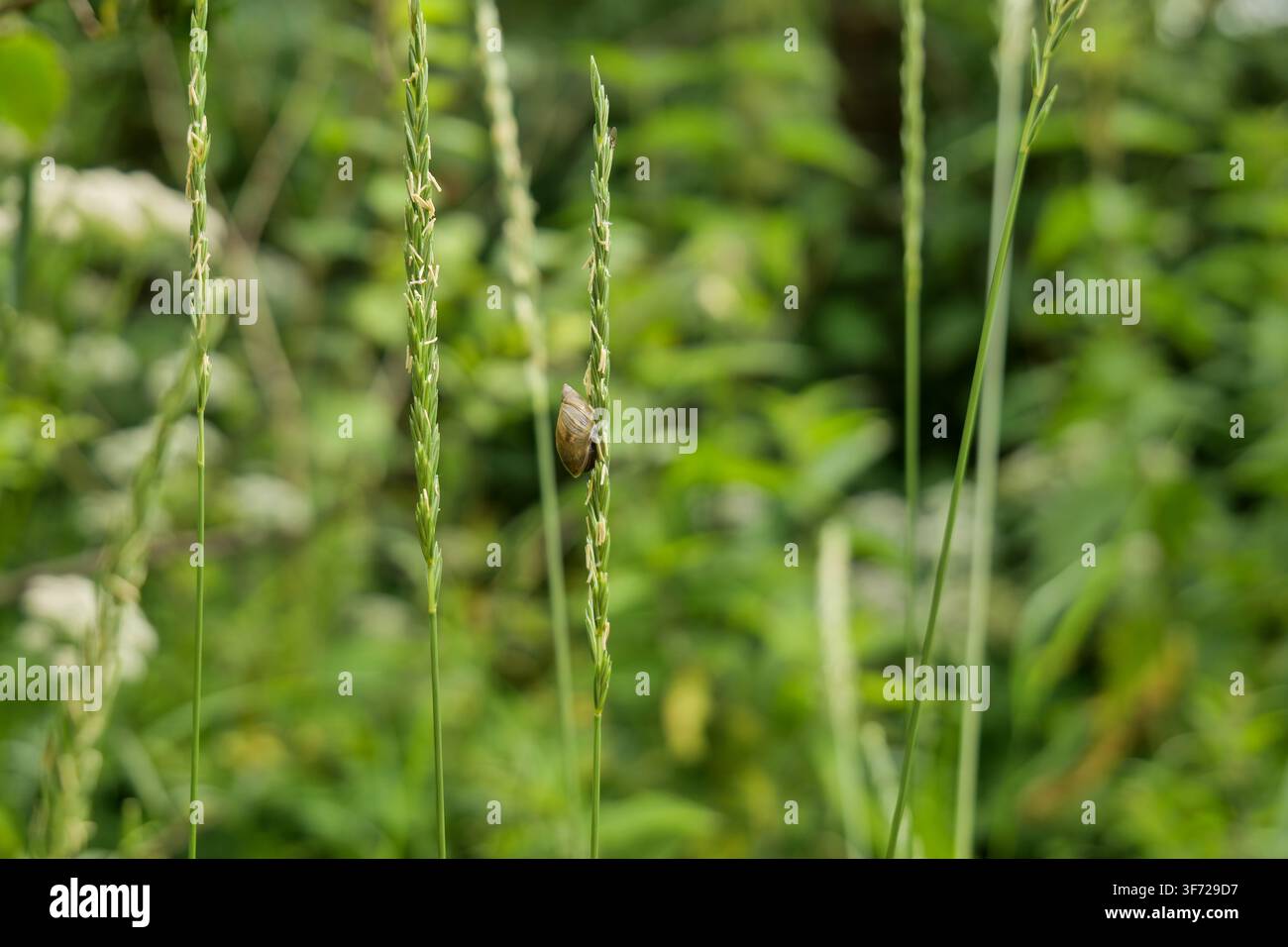 Tiny Snail Crawling on Plant Stem Stock Photo