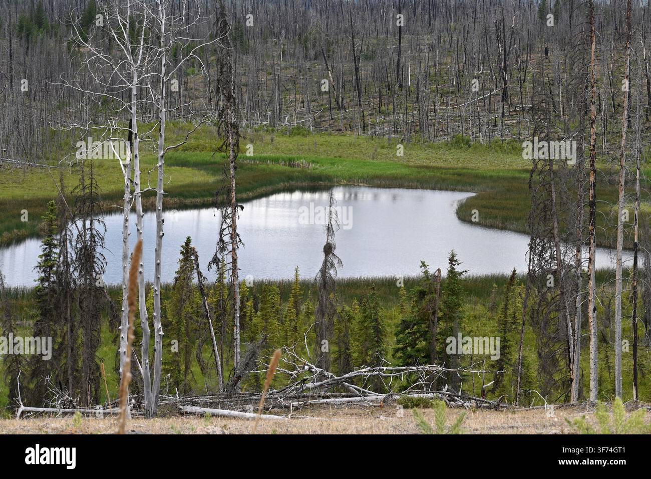 Burned forest after wildfire. Dramatic burned forest in Canada Stock Photo