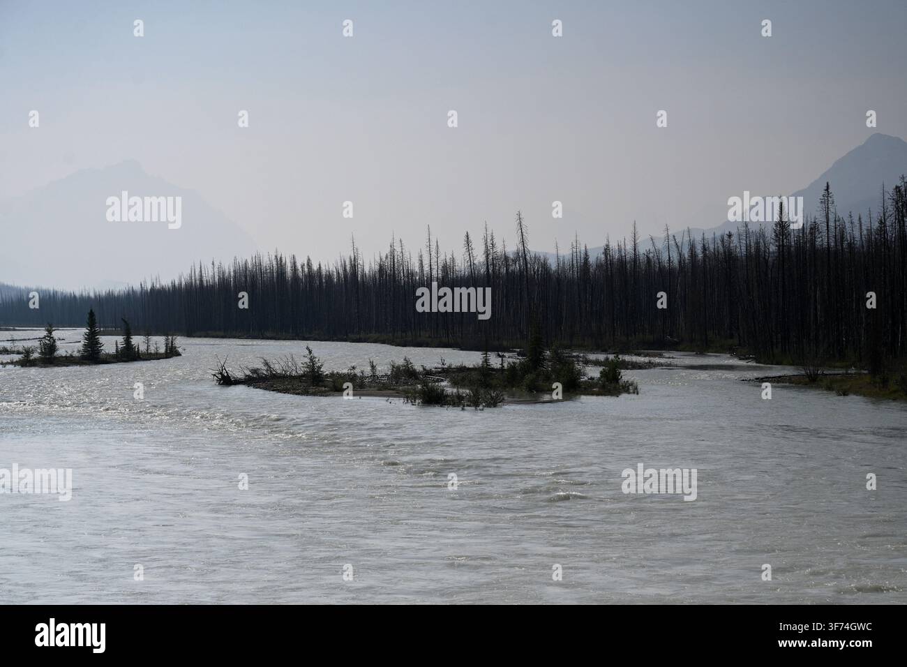 Burned forest after wildfire. Dramatic burned forest in Canada Stock Photo