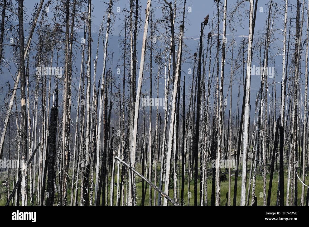 Burned forest after wildfire. Dramatic burned forest in Canada Stock Photo