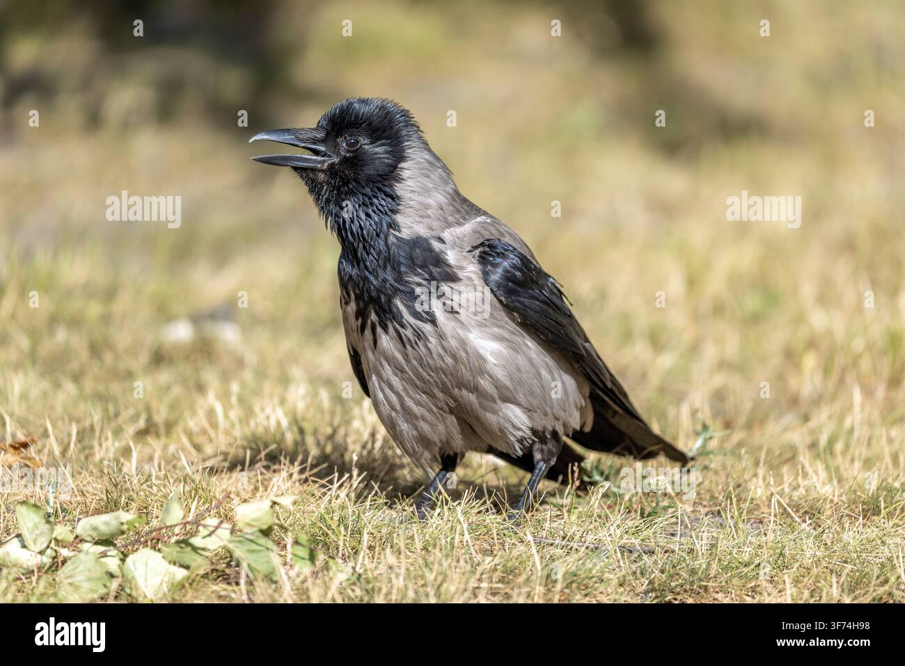 Hooded Crow; Corvus cornix; Sunning; UK Stock Photo