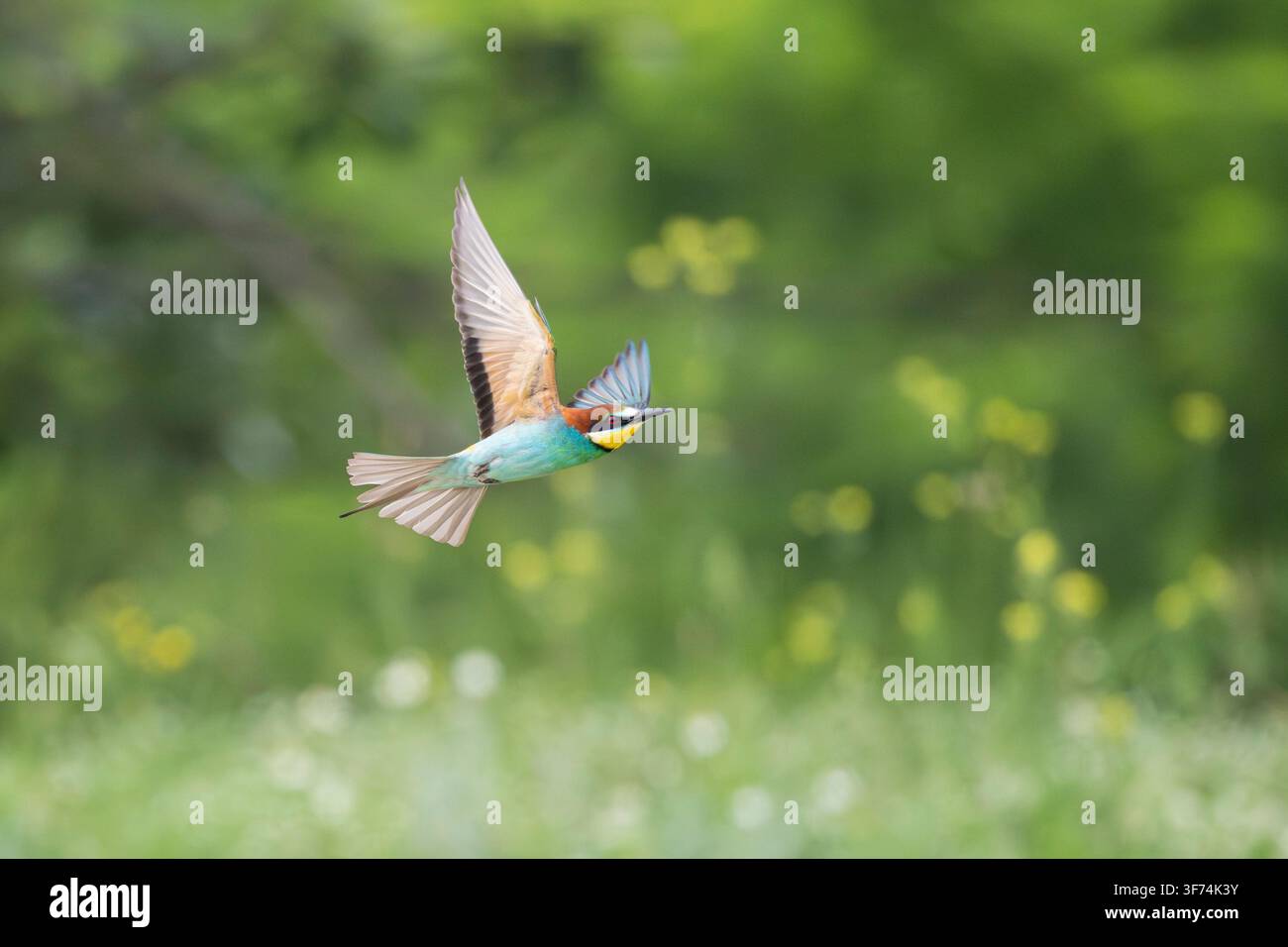 European Bee-eater, Merops apiaster, in flight, Bulgaria Stock Photo