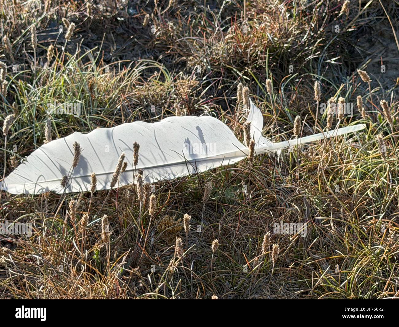 Backlit feather, probably from a seagull, lying in rough grass. Stock Photo