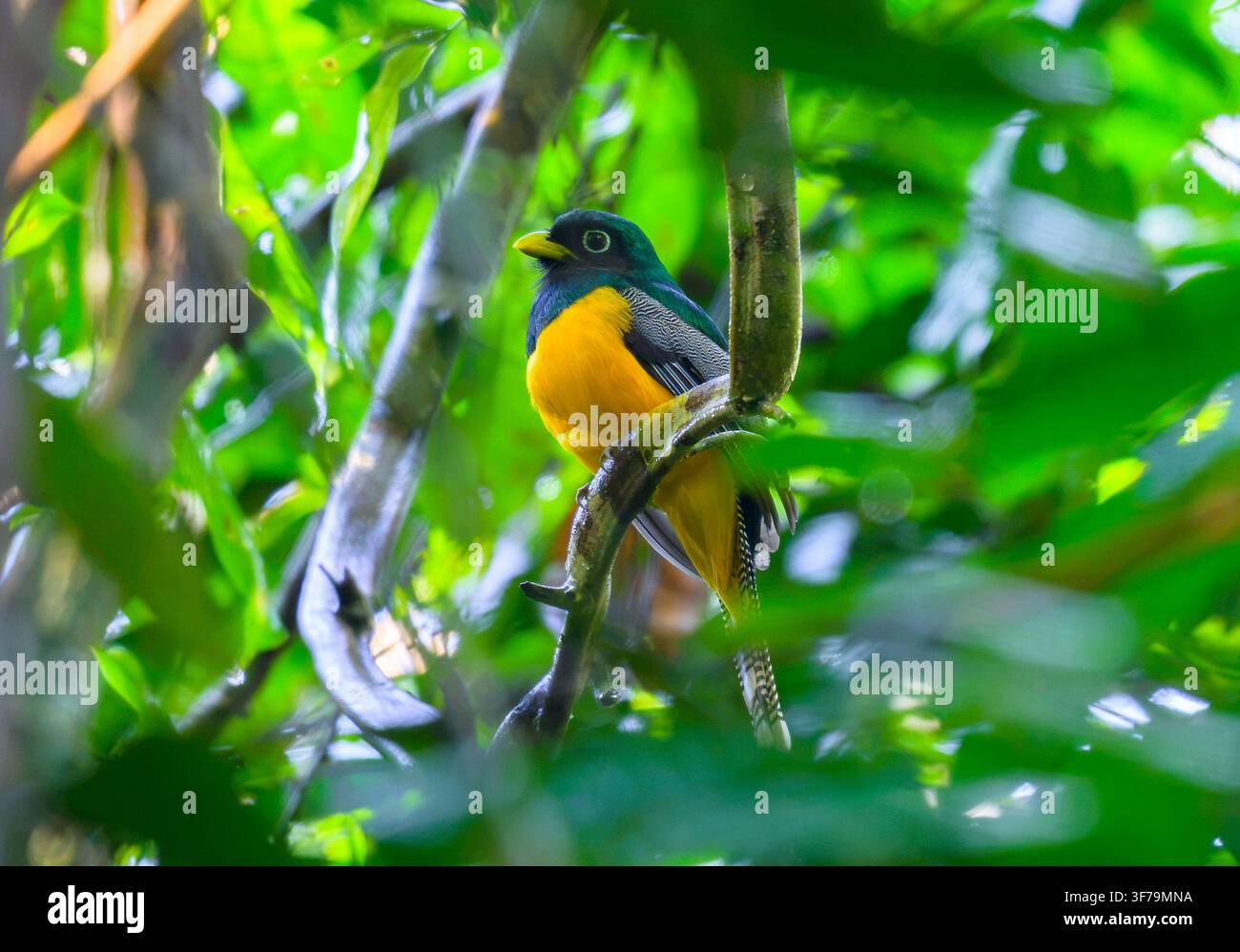 Brazil. Stock Photo