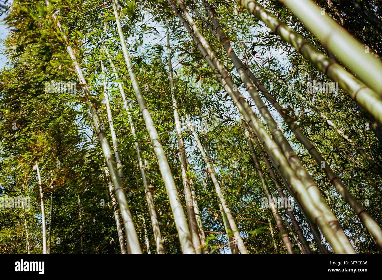 Tall Green Bamboo Grove Viewed from Below Stock Photo