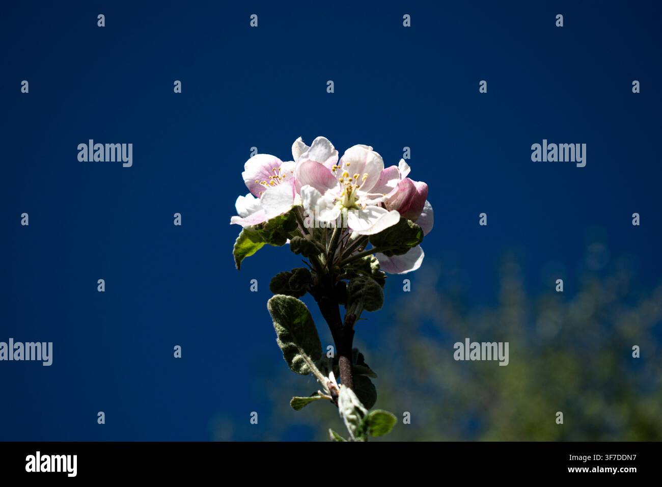 Close-up of delicate white and pink apple blossoms on a flowering apple tree against a deep blue sky with a softly blurred background. Stock Photo