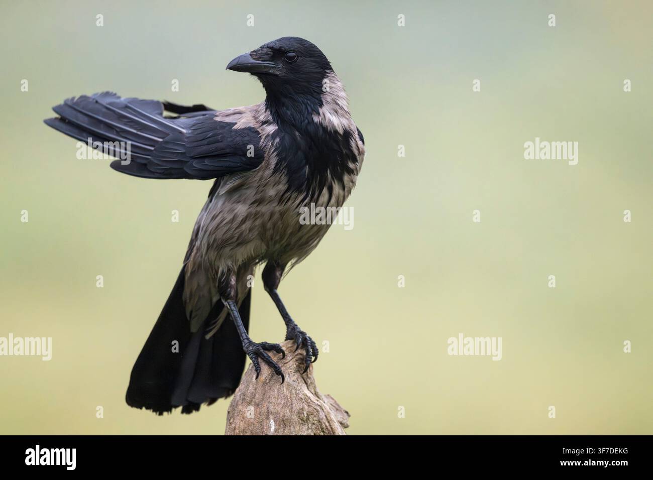 Hooded Crow, Corvus corone cornix, Bulgaria Stock Photo