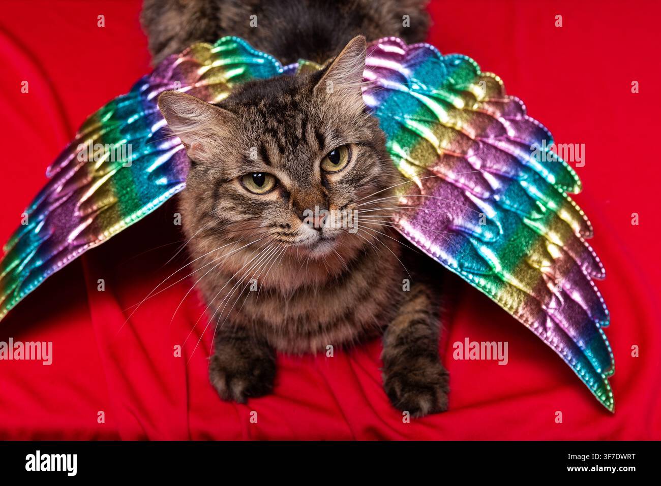 Cat with wings hi-res stock photography and images - Alamy
