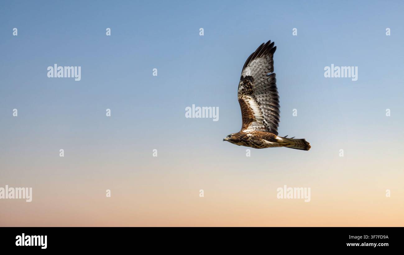 Elegant Common Buzzard Soaring Through a Soft Sunset Sky Stock Photo