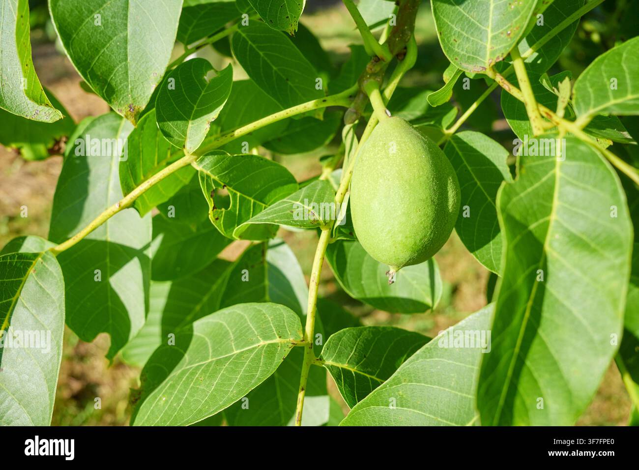 Green walnut ripening on the tree, selective focus. Stock Photo