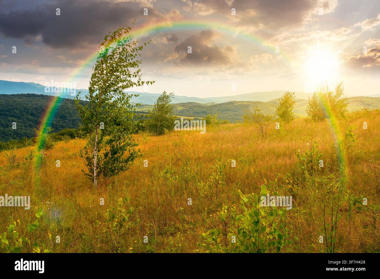 sunset over tree on a field in mountain landscape. green countryside of ukraine in summer. cloudy weather. carpathian landscape in dappled light. amaz Stock Photo