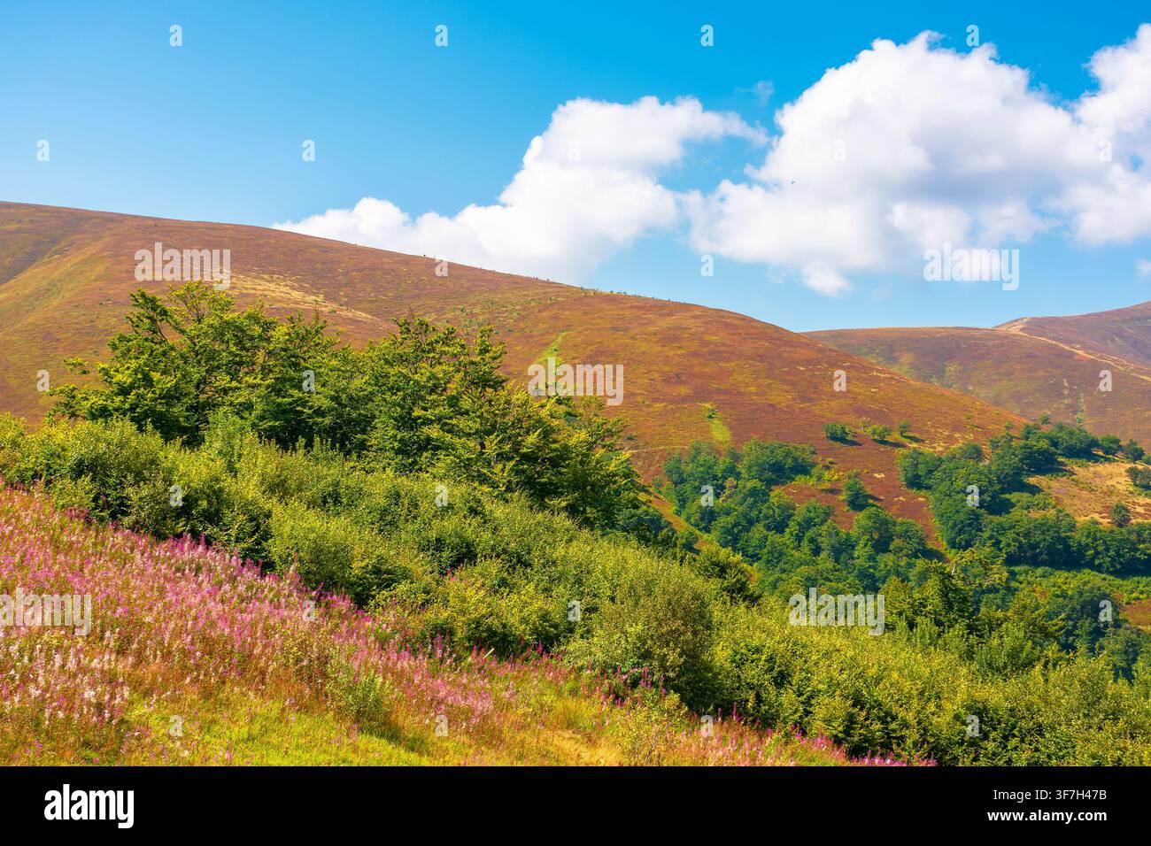 carpathian mountain landscape. travel ukraine in summer. colorful slopes of borzhava mountain ridge in august. wonderful carpathian adventure Stock Photo
