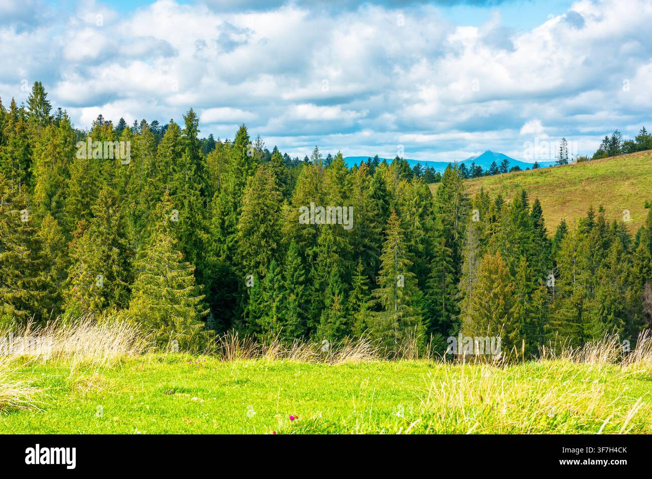nature scenery with coniferous forest in mountain. carpathian landscape with spruce woodland on the hill. ukraine nature background in early autumn Stock Photo