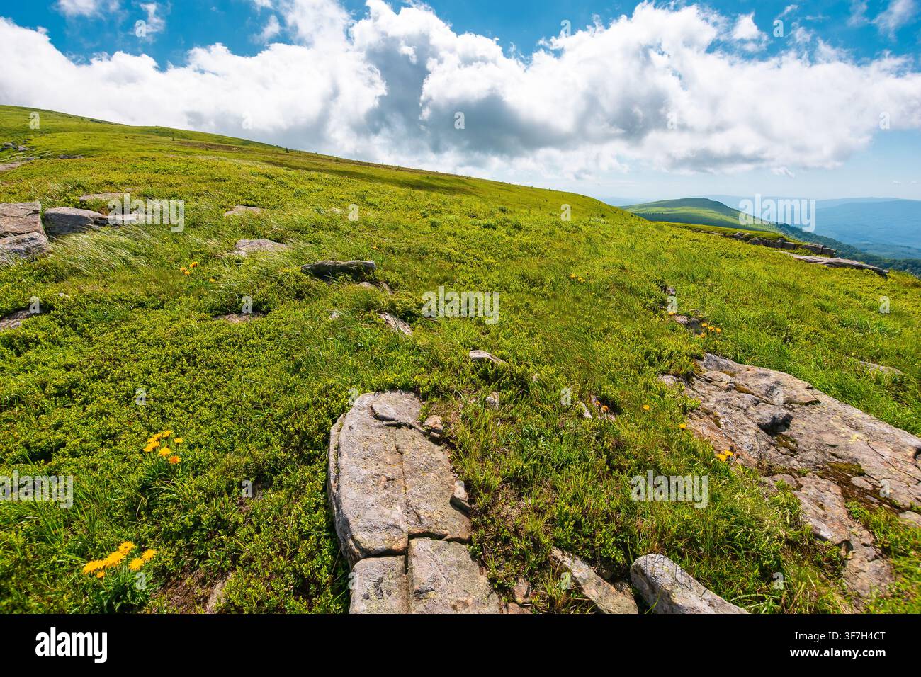 carpathian mountain landscape in summer. nice view of a grassy alpine meadow. rock and yellow herbs on the hill. sunny mountain weather with fluffy cl Stock Photo