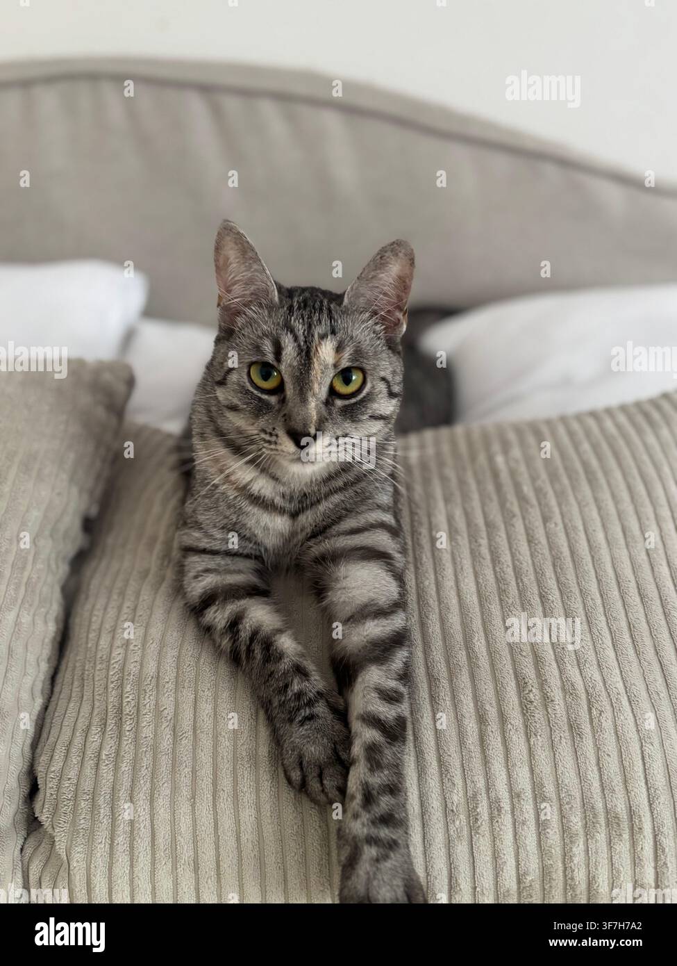 Tabby cat lying on a bed looking at the camera. Stock Photo