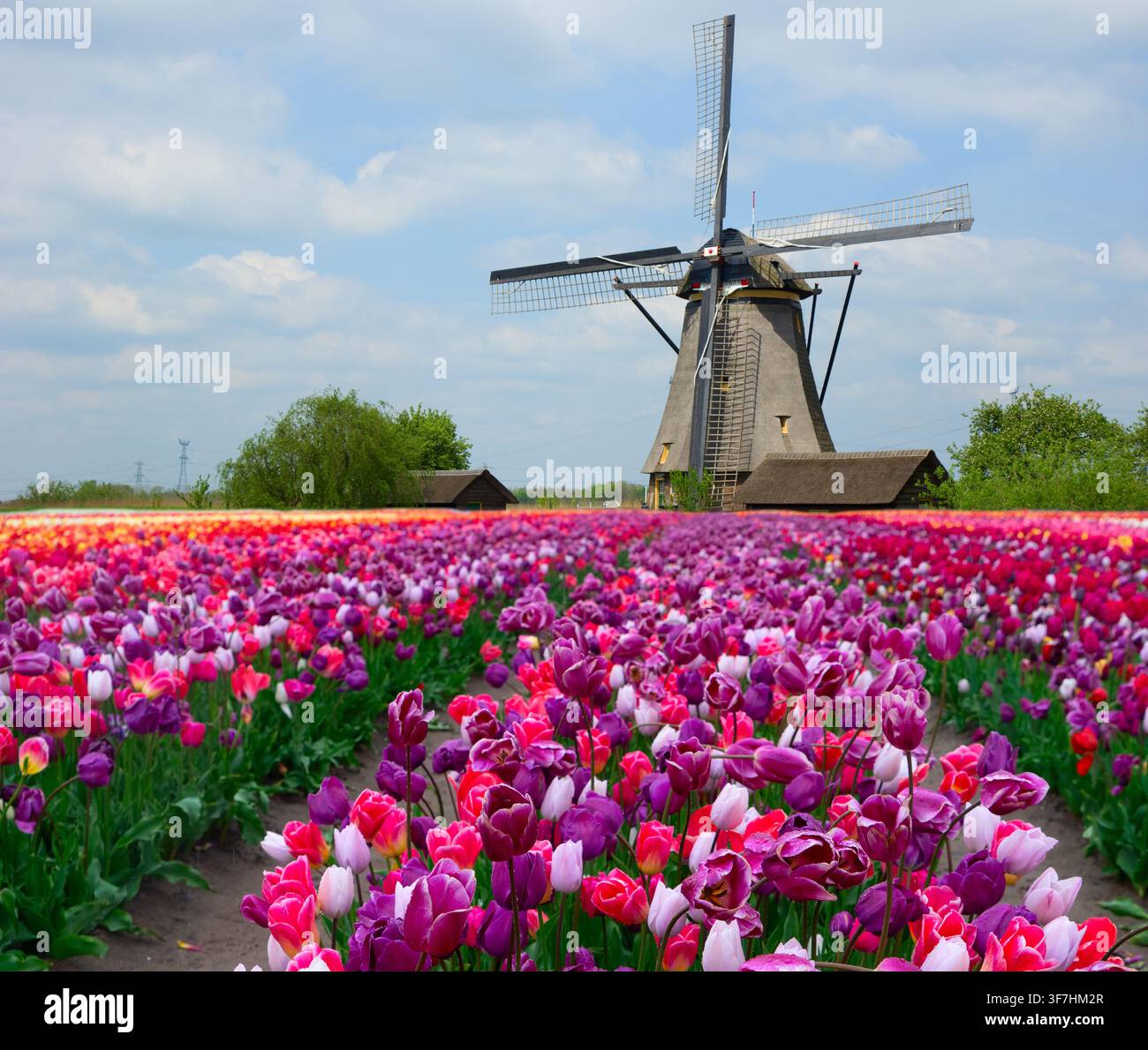 dutch windmills over tulips Stock Photo