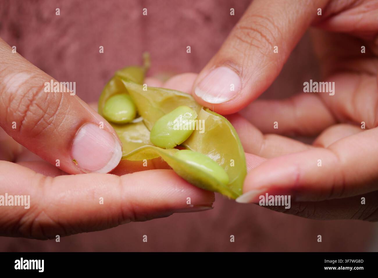 Holding fresh green beans in hands Stock Photo