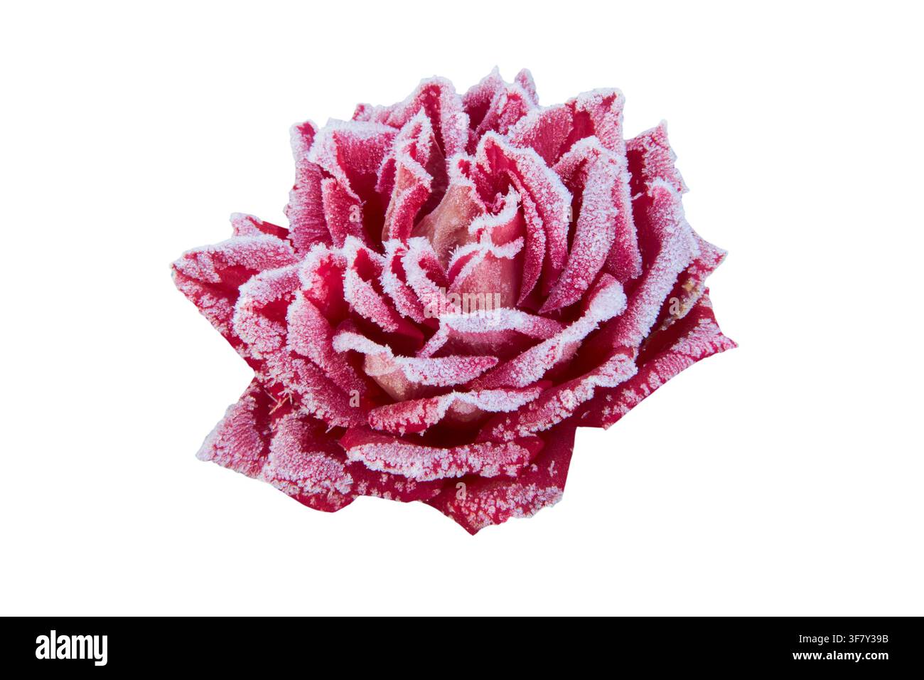Rose covered with hoarfrost isolated on white Stock Photo