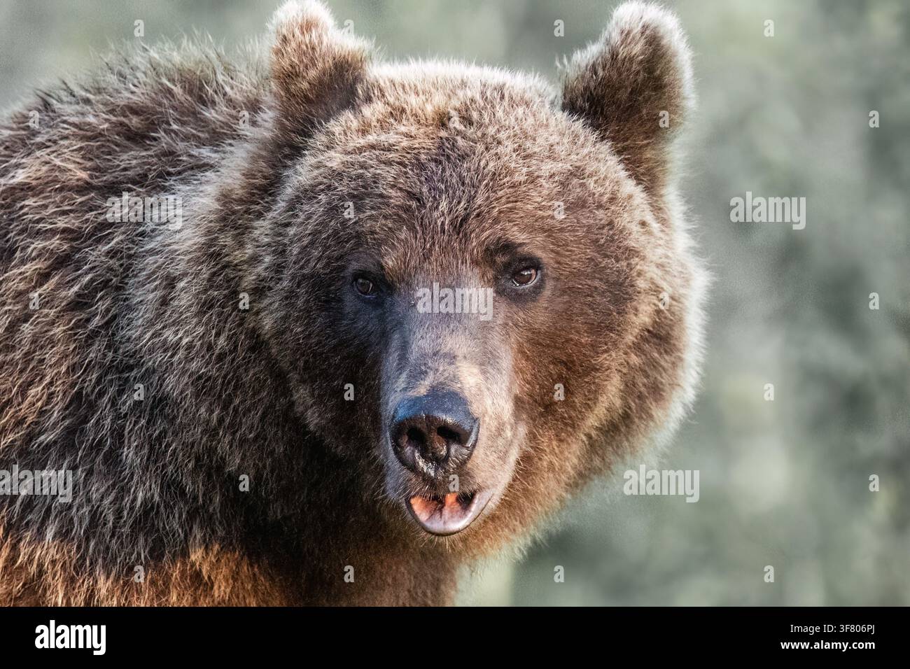 Curious brown bear looking directly at the camera Stock Photo