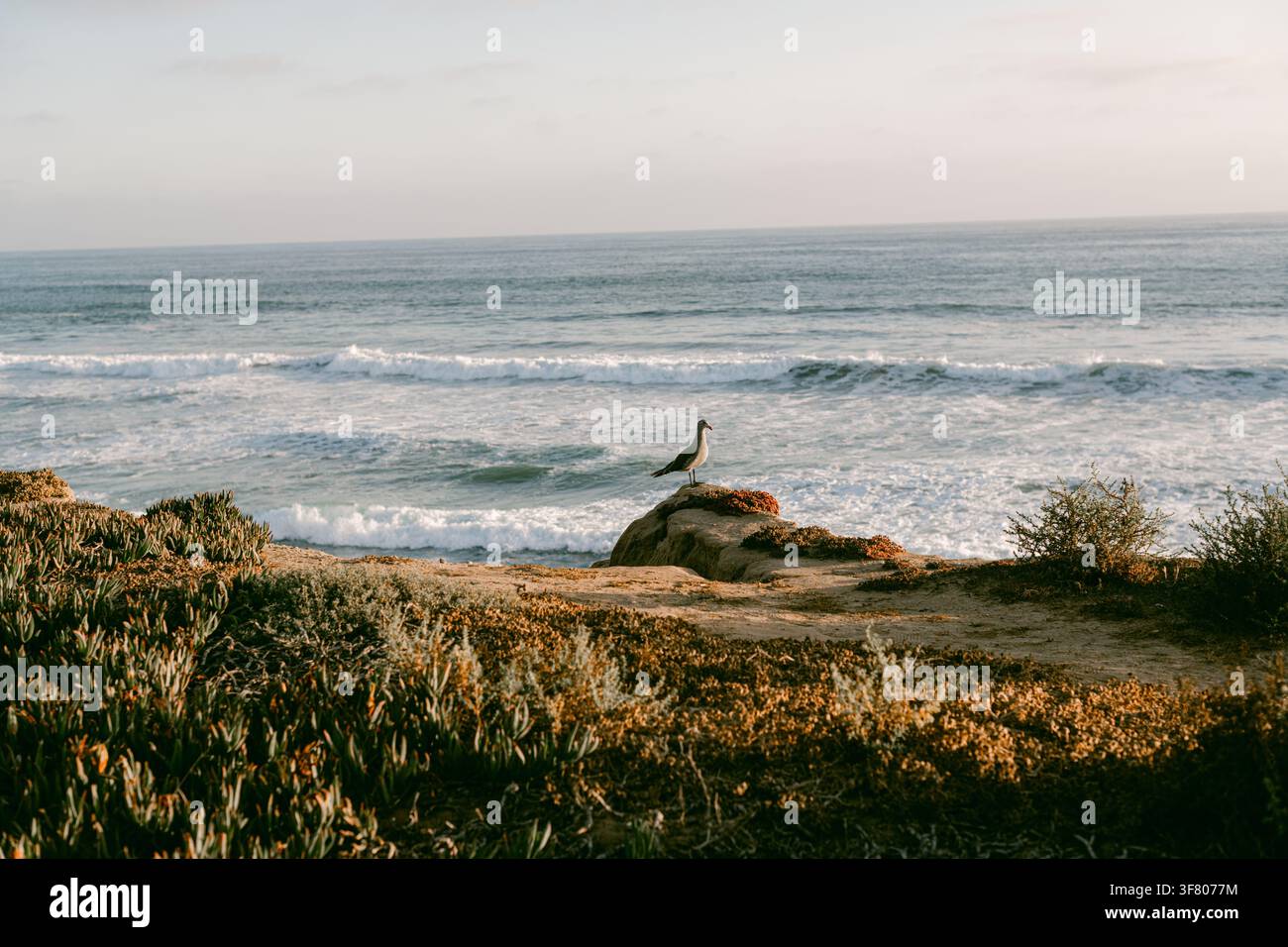 Seagull perched on cliff watching ocean waves Stock Photo