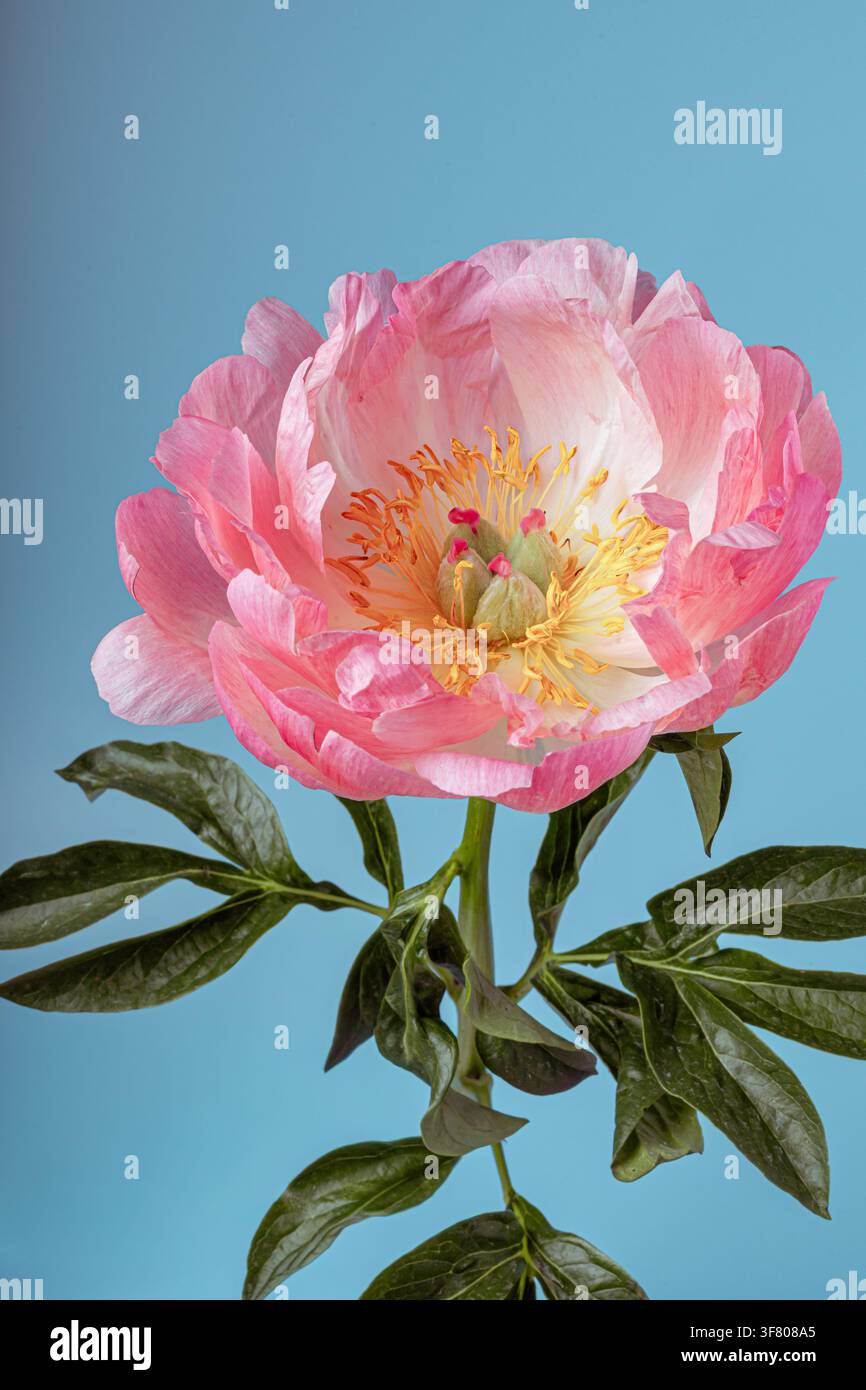 Single blooming pink peony against a blue background Stock Photo