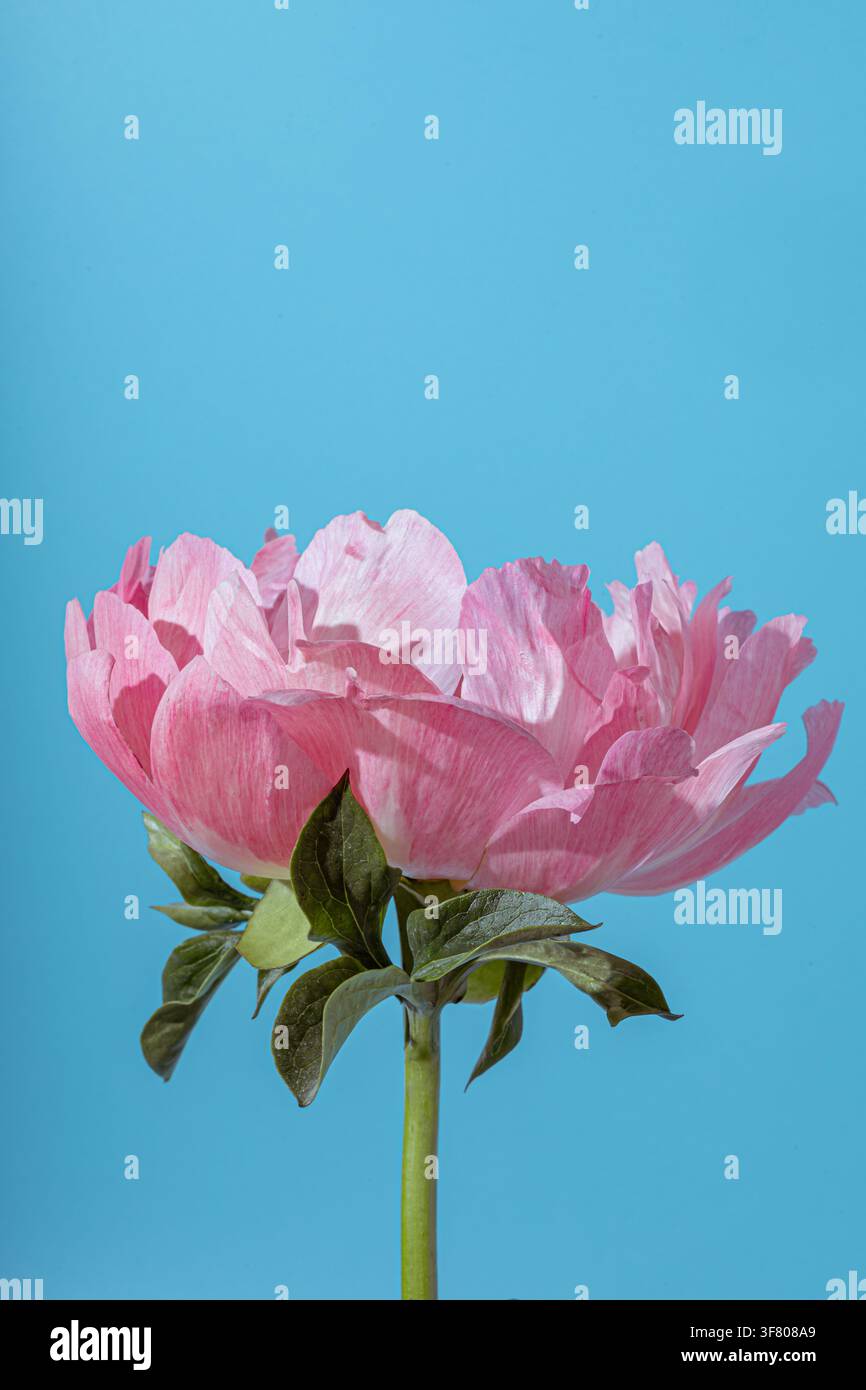 Pink peony flower blooming against a solid blue background Stock Photo