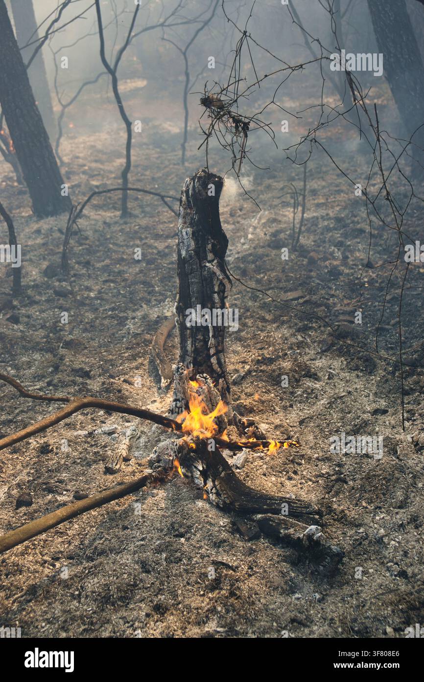 Burnt tree stump smoldering after forest fire Stock Photo