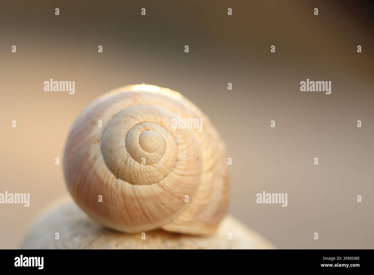 Snail Shell Spiral Close Up Resting on Stone Ledge Stock Photo
